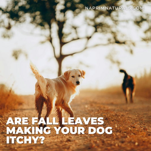 Are Fall Leaves Making Your Dog Itchy?