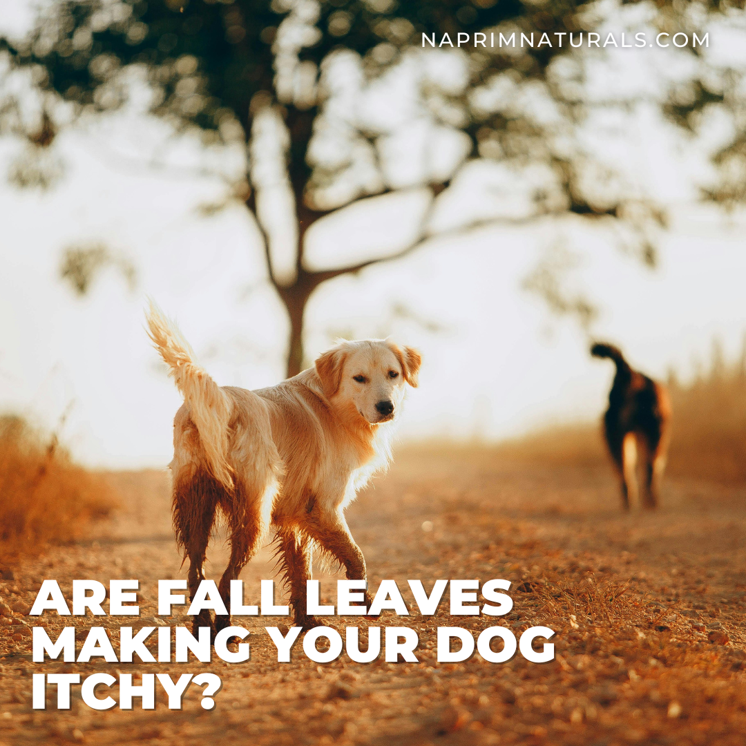 Are Fall Leaves Making Your Dog Itchy?