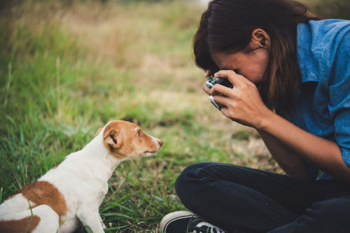 How to Identify and Treat Hot Spots on Dogs