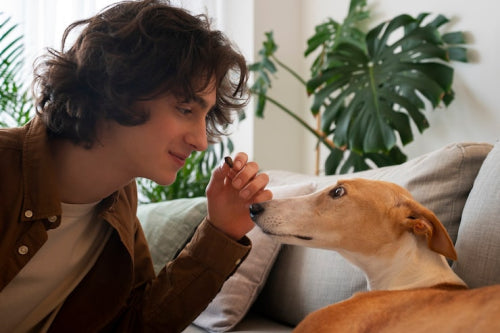 Natural Approaches to Pet Itch Relief Backed by Experts