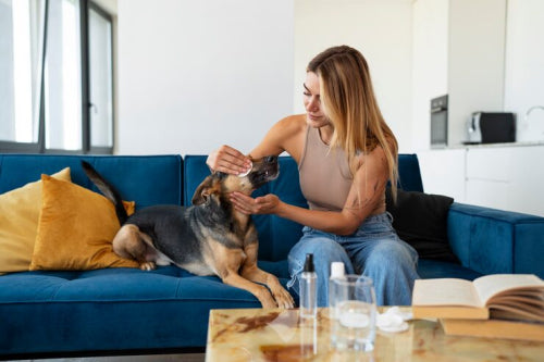 The Best Home Remedies for Itchy Dogs Reviewed by Experts