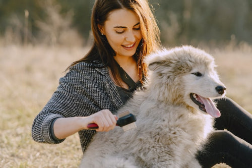 Pet Skin Care: How to Keep Your Pets Healthy