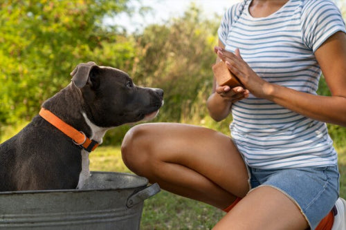 Understanding Canine Hot Spots and Relief Options