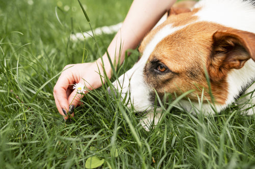 Natural Remedies for Hot Spots in Dogs