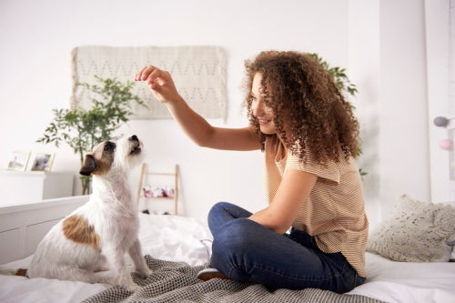 Safe Powder Remedies for Hot Spots in Dogs