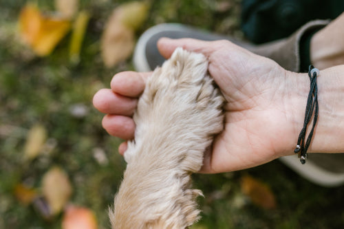 Managing Pet and Human Skin Health with Botanicals