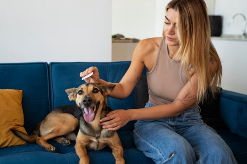 How Pet Powder Supports Itchy Skin and Hot Spot Care