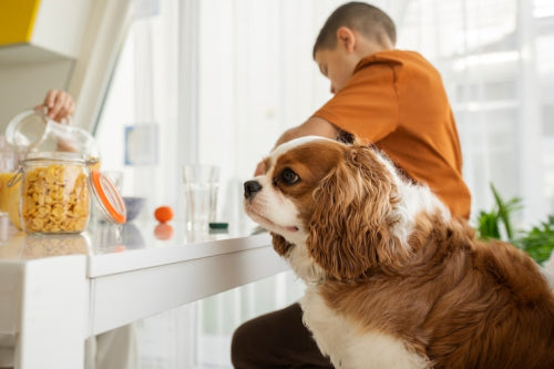 Pet Powder vs Regular Grooming Products: What Should Pet Owners Know?