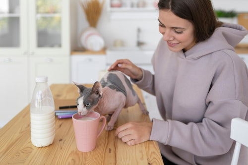 What to Look for in Natural Pet Powder for Dogs and Cats