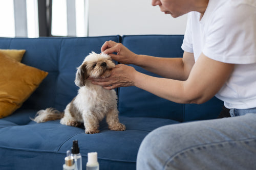 Understanding Natural Remedies for Pet Skin Issues