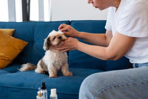 Natural Pet Skin Care Options for Itchy and Irritated Pets