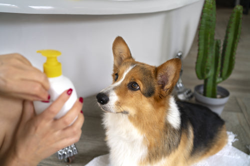 How to Compare Pet Skin Relief Products and Ingredients