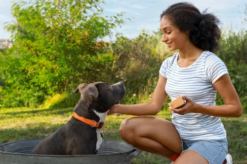 Natural Solutions for Dogs With Skin Allergies and Hot Spots